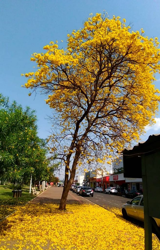 Ipê amarelo florido é um sinal de resiliência da árvore